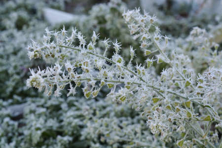 On a frosty, sunny winter morning, the dry grass is covered with frost.