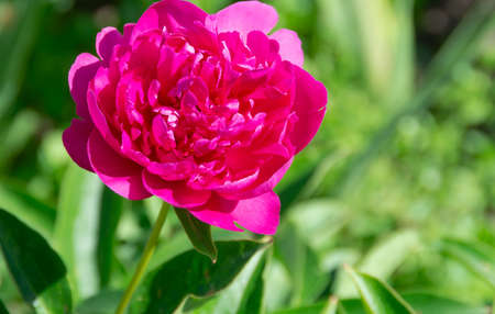 A beautiful pink peony bloomed in the garden.の写真素材