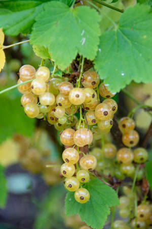 A ripe white currant is hanging on a branch in the garden.