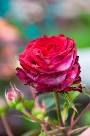 Beautiful red rose bloomed in the garden.の写真素材