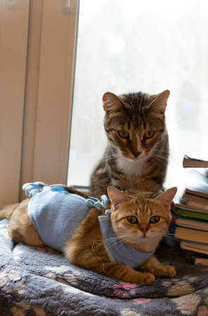 Red-haired thoroughbred British cat in a blanket after surgery is at home.