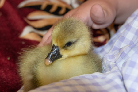 A small yellow fluffy duckling sits in the arms of a girl.の写真素材