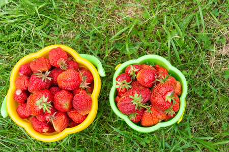 Ripe, red, delicious strawberries grew in the garden.の写真素材