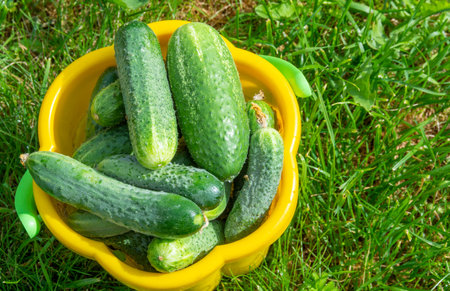 At the dacha, green crispy cucumbers are ripe.の写真素材