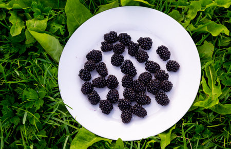 At the dacha, a large, juicy blackberry has ripened.