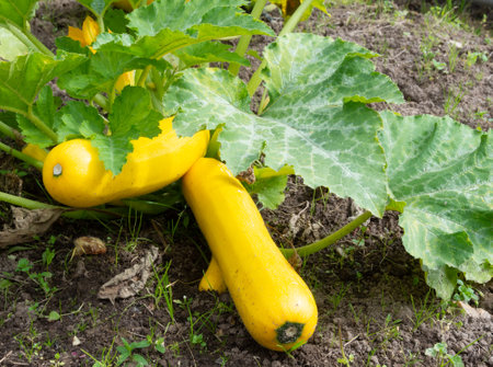 In the autumn, large delicious zucchini grew in the garden.の写真素材