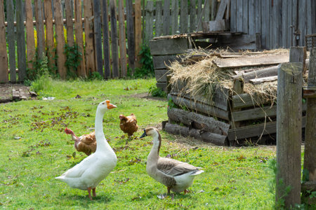 In the village, geese walk down the street on a hot, sunny summer day.
