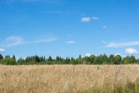 Beautiful summer landscape. The beauty of nature.の写真素材