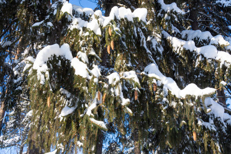 Beautiful winter landscape. Winter forest.Background. Winter forest in fluffy white snow.の写真素材