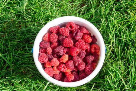 Red, ripe, large, delicious raspberries in a children's plastic bucket.の写真素材