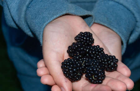 Large, ripe, delicious blackberries lie in the palm of a child's hand.の写真素材