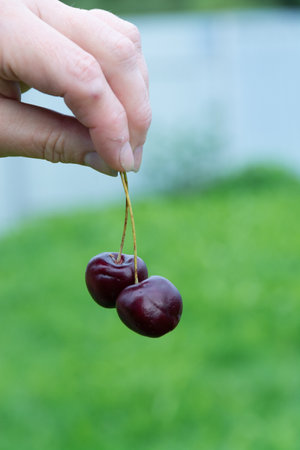 Berries. Fresh, appetizing, delicious, healthy, fragrant, varietal cherry. Healthy eating.の写真素材