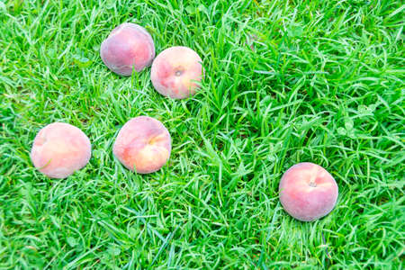 Juicy ripe delicious nectarines on the grass.の写真素材