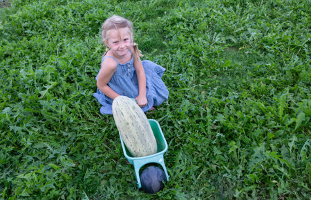 A little girl is carrying a large ripe melon "Torpedo" in a toy car.の写真素材