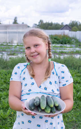 At the dacha, a girl holds fresh green cucumbers in her hands.の写真素材