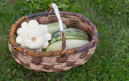 Autumn still life. Vegetables grown in the country. Zucchini and squash in a large wicker basket.の写真素材