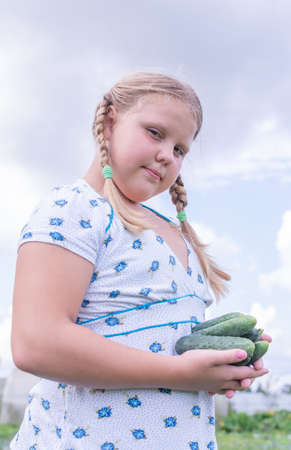 At the dacha, a girl holds fresh green cucumbers in her hands.の写真素材