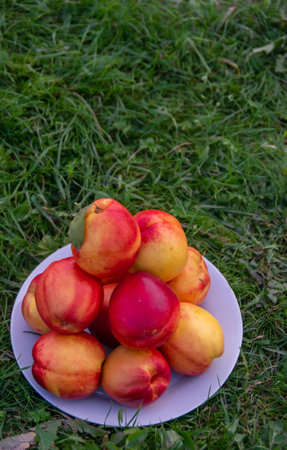 Juicy ripe delicious nectarines on the grass.の写真素材