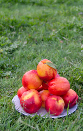 Juicy ripe delicious nectarines on the grass.の写真素材