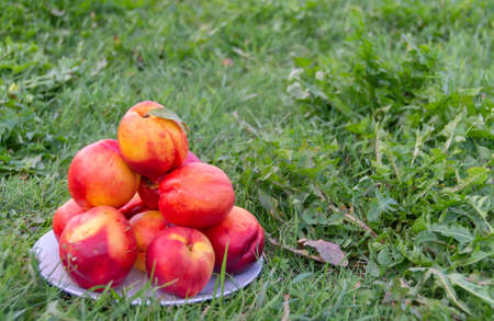 Juicy ripe delicious nectarines on the grass.の写真素材