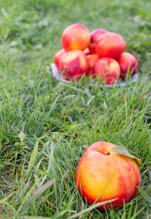 Juicy ripe delicious nectarines on the grass.の写真素材