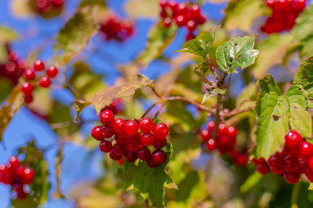 Berries. Fresh appetizing delicious healthy aromatic varietal viburnum. Healthy eating.の写真素材