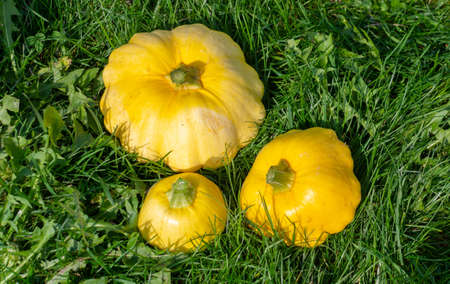 Ripe beautiful patissons grown in the country.の写真素材