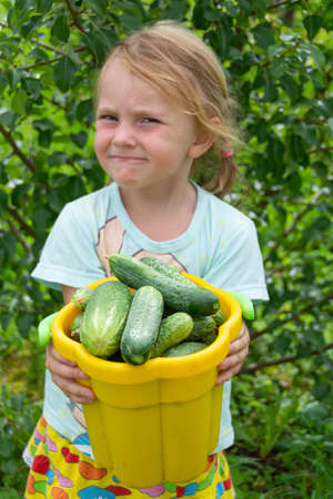At the dacha, a girl holds fresh green cucumbers in her hands.の写真素材