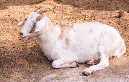 White goat lying on the ground and looking at the camera. Goat is a domesticated species of goat.の写真素材
