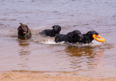 Labrador dogs play on the lake on a hot sunny summer day.の写真素材