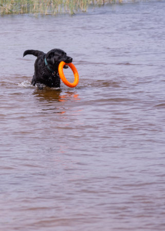 Labrador dogs play on the lake on a hot sunny summer day.の写真素材