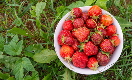 A vase with large ripe red strawberries stands on the grassの写真素材