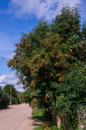 Ashberry. Ripe bright orange clusters of mountain ash on the branches.の写真素材