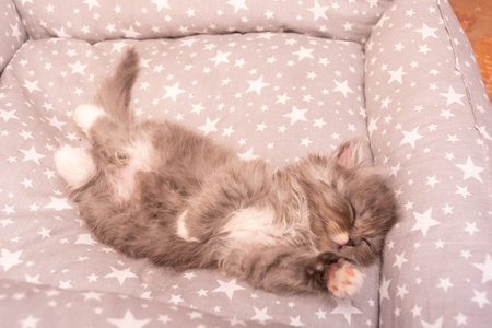 A small gray domestic kitten of the Turkish Angora breed.の写真素材