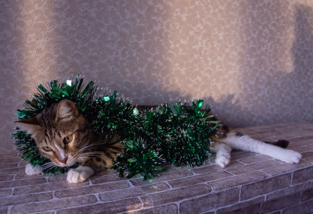 A beautiful well-groomed domestic catの写真素材
