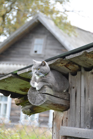 A beautiful domestic cat walks down the street in the warm season.の写真素材