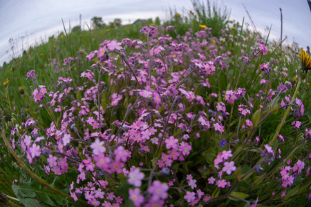 Flowering meadow with pink flowers on the background of the skyの写真素材