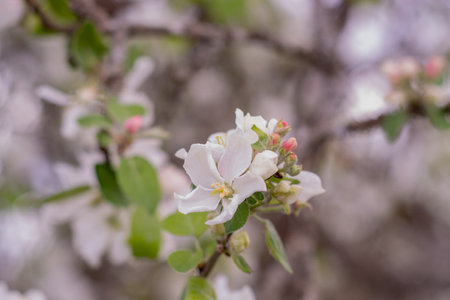 blossoming branch of apple tree in spring time, shallow depth of fieldの写真素材