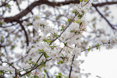 spring flowering of flowers on a tree, white flowers on a treeの写真素材