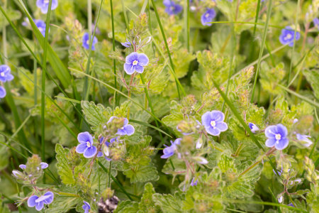 Blue flowers of Veronica chamaedrys on a green meadowの写真素材