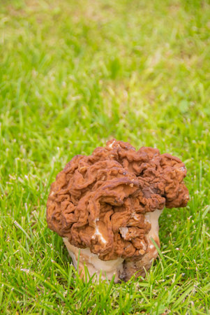 big mushroom stitch. Strochok is a genus of marsupial fungi of the family Discinae .の写真素材
