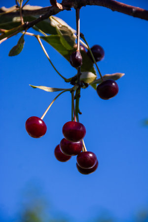 Berries. Fresh, appetizing, delicious, healthy, fragrant, varietal cherry. Healthy eating.の写真素材