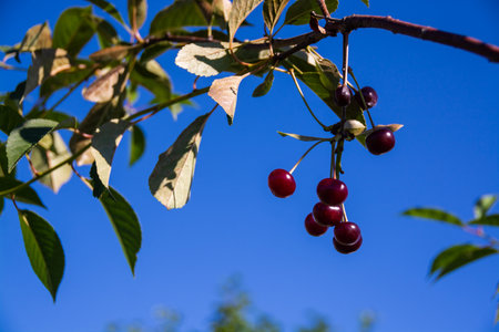 Berries. Fresh, appetizing, delicious, healthy, fragrant, varietal cherry. Healthy eating.の写真素材