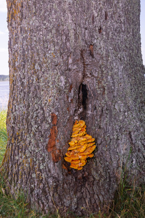 Yellow mushrooms grow on a tree in the autumn forest. Mushrooms on a tree.の写真素材