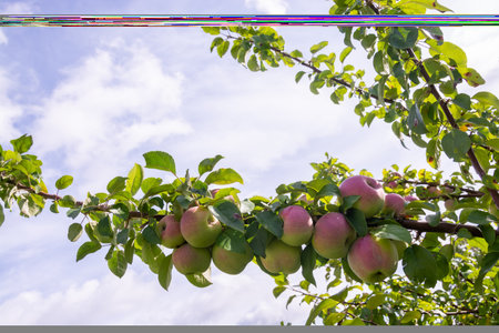 An apple tree strewn with ripe red juicy delicious apples.