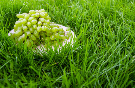 Ripe green large grapes.の写真素材