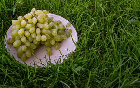Ripe green large grapes.の写真素材