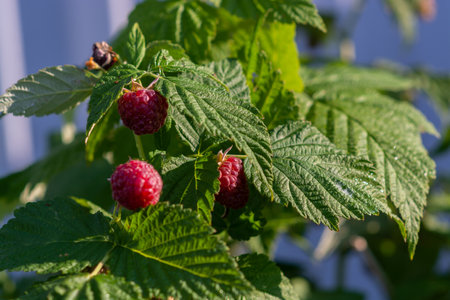 Berries. Fresh delicious delicious healthy fragrant varietal raspberries. Healthy eating.