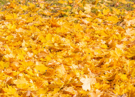 Beautiful autumn trees with yellow leaves illuminated by the sun.