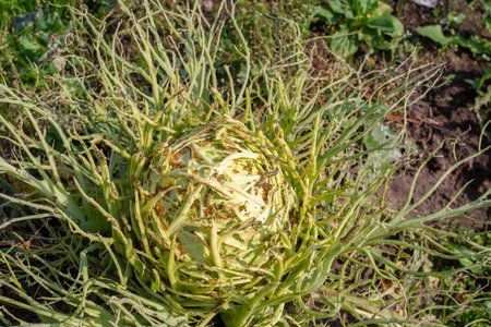 A cabbage patch in the garden, gnawed by insects.